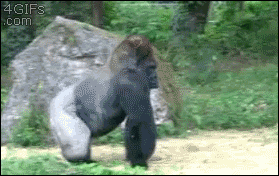 wpid-gorilla-walks-off.gif